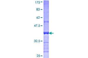 Image no. 1 for CD200 (CD200) (AA 34-124) protein (GST tag) (ABIN1348565)