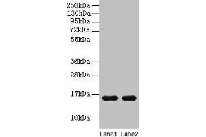 Western blot All lanes: Guinea Pig Hemoglobin antibody at 2 μg/mL Lane 1: Guinea Pig serum at 1: 100 Lane 2: Guinea Pig serum at 1: 1000 Secondary Goat polyclonal to rabbit IgG at 1/15000 dilution Predicted band size: 16 kDa Observed band size: 16 kDa (Hemoglobin 抗体)