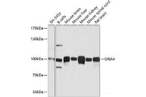 Western blot analysis of extracts of various cell lines using GRIA4 Polyclonal Antibody at dilution of 1:1000. (GRIA4 抗体)