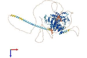 POTE Ankyrin Domain Family, Member I (POTEI) (AA 1-1075) protein (His tag)