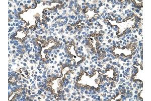 Podoplanin antibody was used for immunohistochemistry at a concentration of 4-8 ug/ml to stain Alveolar cells (arrows) in Human Lung. (Podoplanin 抗体  (N-Term))