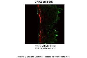 Application: ImmunohistochemistrySpecies+tissue/cell type: Mouse Gut Tissue TgWnt1-Cre/+ Ednrbflex3/+ Rosa26YFPStop/YFPStopHow many µg's of tissue/cell lysate run on the gel: 11 mg Mouse Gut Tissue Primary Antibody dilution: 1:50Secondary Antibody: Goat anti-rabbit-cy3 Secondary Antibody Dilution: 1:0500 (GRIA2 抗体  (N-Term))