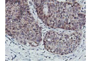 Image no. 7 for anti-CoA Synthase (COASY) antibody (ABIN1497556) (COASY 抗体)