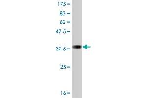 Western Blot detection against Immunogen (33. (ATOX1 抗体  (AA 1-68))
