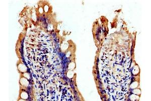 IHC image of ABIN7174344 diluted at 1:200 and staining in paraffin-embedded human small intestine tissue performed on a Leica BondTM system. (USP48 抗体  (AA 358-508))