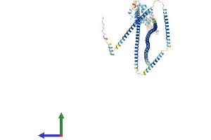 AlphaFold protein structure predicition of Mouse Recombinant Hook2 Protein, UniprotID Q7TMK6