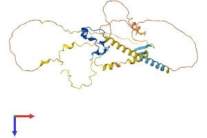 CXXC5 Protein (AA 1-317) (His tag)