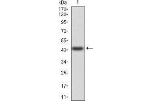 Western blot analysis using ANXA5 mAb against human ANXA5 (AA: 160-320) recombinant protein. (Annexin V 抗体  (AA 160-320))