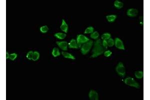 Immunofluorescence (IF) image for anti-POU Class 5 Homeobox 1 (POU5F1) (AA 1-360) antibody (ABIN7164068)