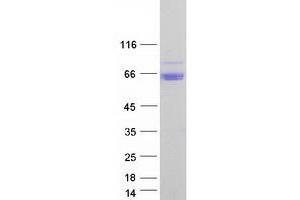 Validation with Western Blot (Arylsulfatase A Protein (ARSA) (Transcript Variant 2) (Myc-DYKDDDDK Tag))