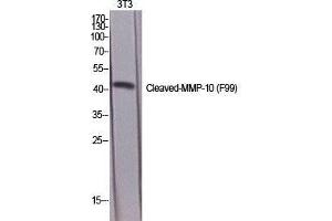 Western Blot (WB) analysis of specific cells using Cleaved-MMP-10 (F99) Polyclonal Antibody. (MMP10 抗体  (cleaved, Phe99))