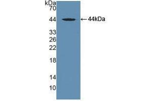 Western blot analysis of recombinant Human DBP. (Vitamin D-Binding Protein 抗体  (AA 395-474))