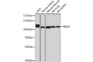 Western blot analysis of extracts of various cell lines using BRD3 Polyclonal Antibody at dilution of 1:1000. (BRD3 抗体)