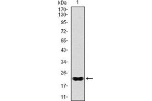 Western Blotting (WB) image for anti-NK2 Homeobox 2 (Nkx2-2) antibody (ABIN1108465) (Nkx2-2 抗体)