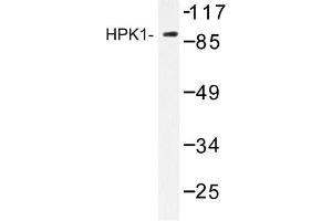 Image no. 1 for anti-Mitogen-Activated Protein Kinase Kinase Kinase Kinase 1 (MAP4K1) antibody (ABIN272248) (MAP4K1 抗体)