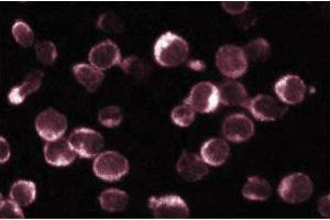 Immunofluorescence staining of Jurkat cells (Human T-cell leukemia, ATCC TIB-152). (NFAT1 抗体  (AA 29-181))