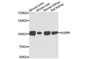 Western blot analysis of extracts of various cell lines, using INSRR antibody. (INSRR 抗体  (AA 747-921))
