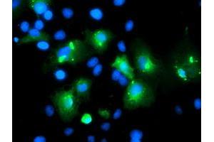 Immunofluorescence (IF) image for anti-Myeloid Leukemia Factor 1 (MLF1) antibody (ABIN1499494) (MLF1 抗体)