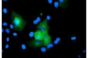 Image no. 3 for anti-Ubiquitin Specific Peptidase 54 (USP54) (AA 358-700) antibody (ABIN1491453) (USP54 抗体  (AA 358-700))