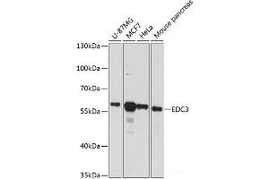 EDC3 抗体