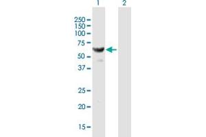 Western Blot analysis of HARS expression in transfected 293T cell line by HARS MaxPab polyclonal antibody.