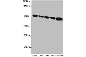 Western blot All lanes: SUCLA2 antibody at 1. (SUCLA2 抗体  (AA 1-180))