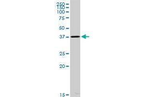 ACOT7 MaxPab polyclonal antibody. (ACOT7 抗体  (AA 1-380))