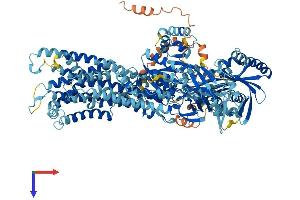 ATP8A1 Protein (AA 1-1164) (His tag)