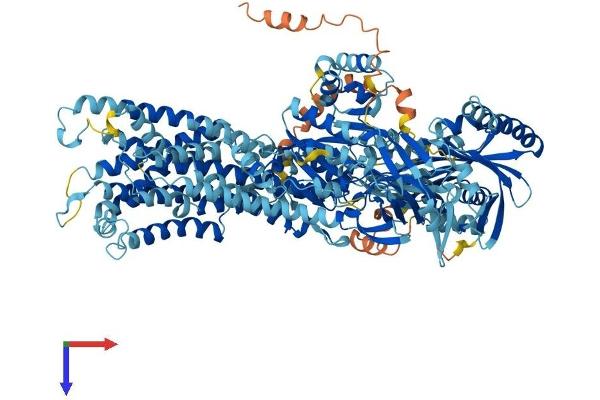 ATP8A1 Protein (AA 1-1164) (His tag)
