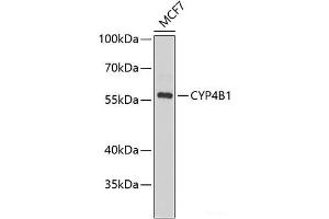 Western blot analysis of extracts of MCF-7 cells using CYP4B1 Polyclonal Antibody at dilution of 1:1000.