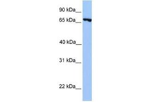 PRDM6 antibody used at 0. (PRDM6 抗体  (N-Term))