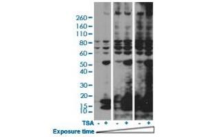 Western blot analysis of HeLa cells nontreated or treated with 400 nM Trichostatin A (TSA) using Acetylated-Lysine monoclonal antibody, clone RM101  at 1:2000 dilution. (Acetylated Lysine 抗体  (acetylated))