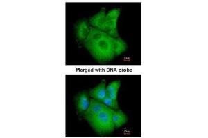 Immunofluorescence (IF) image for anti-phosphoserine Aminotransferase 1 (PSAT1) antibody (ABIN2856767)