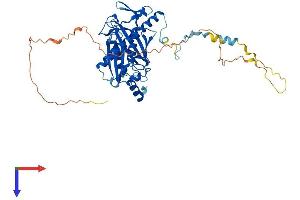 EXOSC9 Protein (AA 1-439) (His tag)