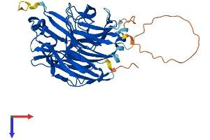 Neu3 Protein (AA 1-428) (His tag)