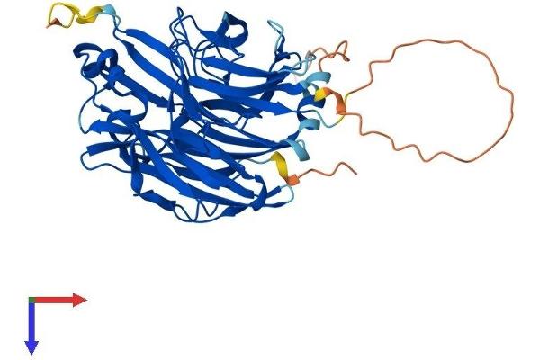 Neu3 Protein (AA 1-428) (His tag)