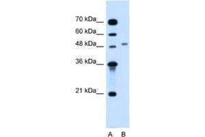 Western Blotting (WB) image for anti-Mannosyl (Alpha-1,6-)-Glycoprotein beta-1,2-N-Acetylglucosaminyltransferase (MGAT2) antibody (ABIN2463976)