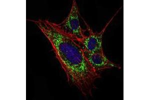 Immunofluorescence analysis of 3T3-L1 cells using KLHL11 mouse mAb (green). (KLHL11 抗体)