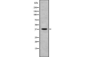 anti-Ephrin B1/B2/B3 (pTyr324) antibody