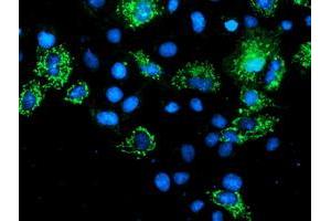 Anti-AK4 mouse monoclonal antibody (ABIN2454570) immunofluorescent staining of COS7 cells transiently transfected by pCMV6-ENTRY AK4 (RC220572). (AK4 抗体)