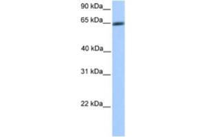 Western Blotting (WB) image for anti-Zinc Finger Protein 449 (ZNF449) antibody (ABIN2460629) (ZNF449 抗体)