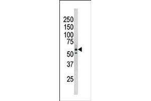Image no. 1 for anti-RAD9 Homolog A (S. Pombe) (RAD9A) (pSer277) antibody (ABIN358201) (RAD9A 抗体  (pSer277))