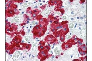 Immunohistochemistry (IHC) image for anti-Vesicle-Associated Membrane Protein 2 (Synaptobrevin 2) (VAMP2) (AA 1-89), (N-Term) antibody (ABIN317061) (VAMP2 抗体  (N-Term))