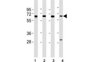 Western blot testing of HDAC1 antibody at 1:2000 dilution. (HDAC1 抗体  (AA 449-482))