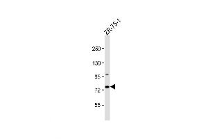 Western Blot at 1:1000 dilution + ZR-75-1 whole cell lysate Lysates/proteins at 20 ug per lane. (CTTNBP2NL 抗体  (N-Term))