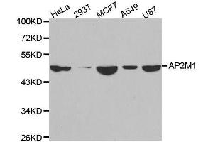 Western blot analysis of extracts of various cell lines, using AP2M1 antibody. (AP2M1 抗体  (AA 134-433))