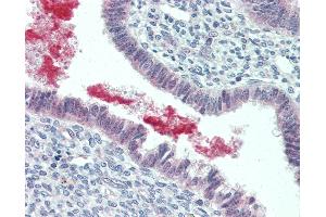 Anti-GRN / Granulin antibody IHC of human uterus. (Granulin 抗体  (C-Term))