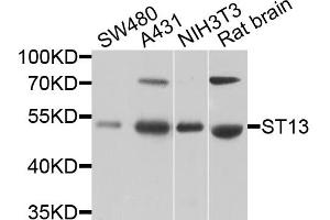 Western blot analysis of extracts of various cell lines, using ST13 antibody.