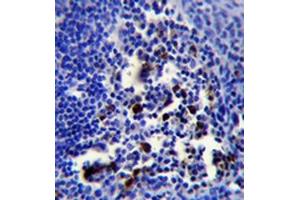 Immunohistochemistry analysis in formalin fixed and paraffin embedded human tonsil tissue followed by peroxidase conjugation of the secondary antibody and DAB staining. (POU2AF1 抗体  (N-Term))