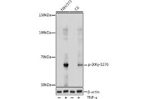 Western Blotting (WB) image for anti-Inhibitor of kappa Light Polypeptide Gene Enhancer in B-Cells, Kinase gamma (IKBKG) (pSer376) antibody (ABIN7267877)